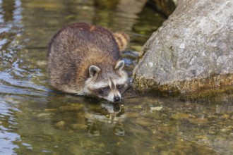 One adult Raccoon Procyon lotor, stands in the shallow water of a creek between rocks