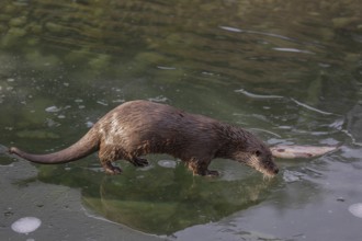 One Eurasian otter (Lutra lutra), standing on the ice of a frozen river, feeding on a fish