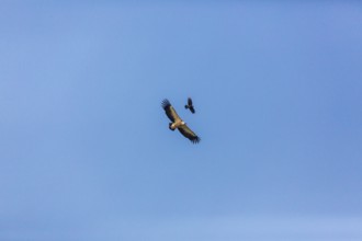 A griffon vulture (Gyps fulvus) and a crow share the airspace