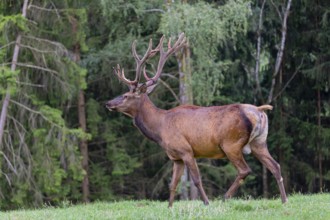 One Wapiti stag, Cervus canadensis, stands on a green meadow at a forest edge