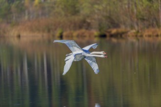 Two Mute swans, Cygnus olor, fly over a lake. Fall colours in the background