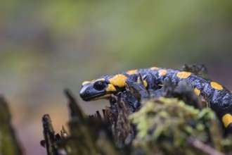 One fire salamander (Salamandra salamandra) rests on a tree stump on a rainy day. IUCN conservation