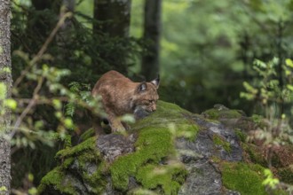 One adult Eurasian lynx, (Lynx lynx), resting in a forest on mossy rocks