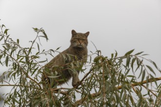 One European wildcat, Felis silvestris silvestris, sitting in a green weeping willow tree. Green