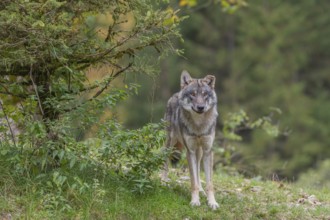 One eurasian gray wolf (Canis lupus lupus) standing in green vegetation. Some fall colours in the