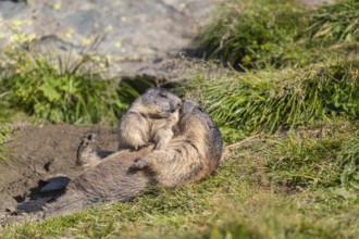 One adult Alpine Marmot, Marmota marmota, and one young marmot playing with each other