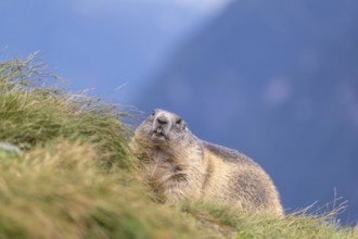 One adult Alpine Marmot, Marmota marmota resting on a grassy rim. A mountain in the distant