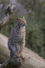 One Eurasian lynx, (Lynx lynx), sitting on a dead tree. Frontal view with green vegetation in the