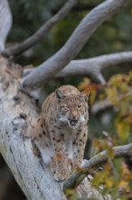 One Eurasian lynx, (Lynx lynx), sitting on a fallen tree, grooming himself. Frontal view with fall