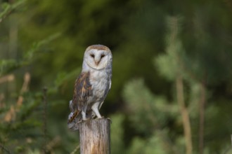 One barn owl (Tyto alba) sitting on a fence post in late evening light, surrounded by green