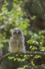 One young long-eared owl (Asio otus), sitting on a branch of a tree. Green vegetation in the