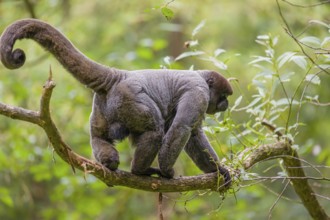 A common woolly monkey, brown woolly monkey, or Humboldt's woolly monkey (3) (Lagothrix