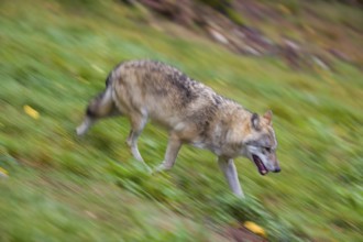 One eurasian gray wolf (Canis lupus lupus) running over a green meadow in an open forest. Motion