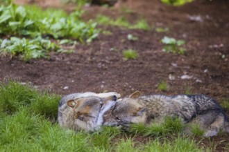 Two adult male eurasian gray wolves (Canis lupus lupus), playing