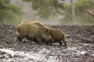 Two wild boars or wild pigs (Sus scrofa) fight in a clearing on a foggy day