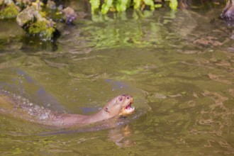 An adult giant otter or giant river otter (Pteronura brasiliensis) swims in a small river along