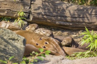 A female giant otter or giant river otter (Pteronura brasiliensis) nurses her young and plays with