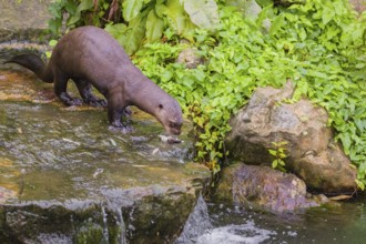 An adult giant otter or giant river otter (Pteronura brasiliensis) runs through a small creek