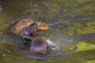 An adult giant otter or giant river otter (Pteronura brasiliensis) swims in a small river carrying