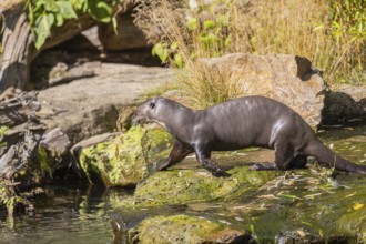 One giant otter or giant river otter (Pteronura brasiliensis) walking over mossy rocks in a creek