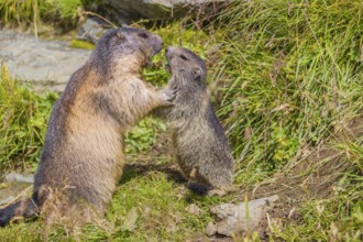 One adult Alpine Marmot, Marmota marmota, and one young marmot playing with each other