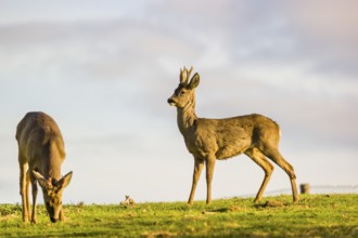 Two roebucks (Capreolus capreolus) stand on a meadow. One of them is grazing