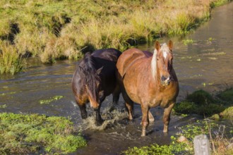 Two heavy horses of mixed breed stand in the water of a small pond and enjoy their life on a sunny