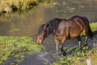 A heavy horse of mixed breed stands in the water of a small pond and enjoys its life on a sunny