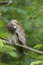 One long-eared owl (Asio otus), during feather care. Sitting on a branch of a tree, between green