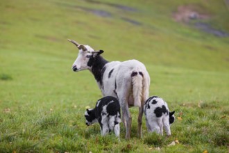 A female Jacob sheep (Ovis ammon F. aries) with two lambs