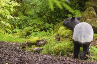 A Malayan tapir (Acrocodia indica) stands in a small clearing looking for food