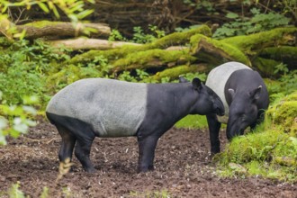 Two Malayan tapir (Acrocodia indica), one male and one female meet in a small clearing in the