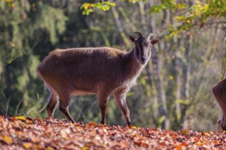 A female Himalayan tahr (Hemitragus jemlahicus) is backlit in a forest. In the background is a