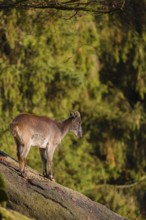 A female Himalayan tahr (Hemitragus jemlahicus) stands on a steep rocky slope. In the background is