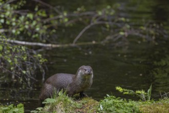 One Eurasian otter (Lutra lutra), walking over a mossy rock. Green water reflections in the