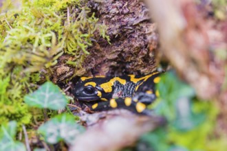 A fire salamander (Salamandra salamandra) walks across a mossy forest floor on a rainy day. The