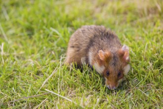 A European hamster (Cricetus cricetus), Eurasian hamster, black-bellied hamster or common hamster,