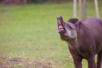 A South American tapir (Tapirus terrestris) stands flehming on a clearing