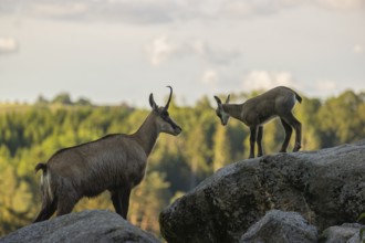 One adult female chamois (Rupicapra rupicapra) and her baby standing on a rock. A green forest in