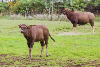 A female Gaur (Bos gaurus gaurus) and a calf stand on a green meadow