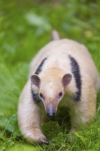 One southern tamandua (Tamandua tetradactyla), walks through dense undergrowth of a forest