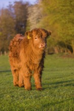 One Highland calf (Bos primigenius) taurus) stands on a meadow