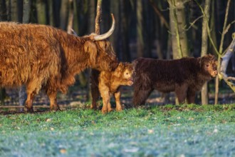 One Highland cow (Bos (primigenius) taurus) and two calves stand at a forest edge. The cow licks