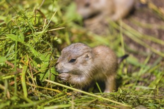 A black-tailed prairie dog cub (2 weeks old) (Cynomys ludovicianus) sits on fresh green grass,