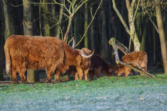 One Highland cow (Bos (primigenius) taurus) and three calves stand at a forest edge. The cow licks