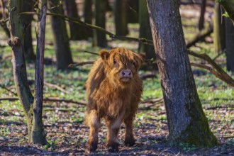 One Highland calf (Bos (primigenius) taurus) walks through a forest