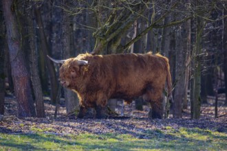 One Highland bull (Bos (primigenius) taurus) stands at a forest edge