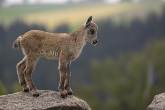 One baby ibex (Capra ibex) standing on a rock. Some green vegetation around and a forest in the