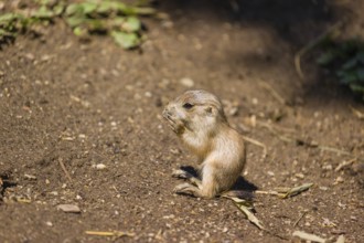 A black-tailed prairie dog cub (2 weeks old) (Cynomys ludovicianus) sits on sandy terrain on a