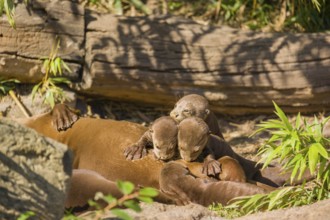 A female giant otter or giant river otter (Pteronura brasiliensis) nurses her young and plays with